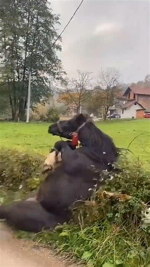 The horse that fell and injured its leg! 🐎 This girl's love taught him to run again ❤️