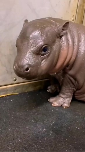 70K views · 325 reactions | Hippo Baby . . . . #Socute #hippo #littlebaby #Sosweet #littlebaby #Lovely #reels #viralreels #viralpost #trending #reels #BeautyOfNature92 #fbreels #wildanimalsaf #animalslover #wildanimals #animalslife #animallover #animalkingdom #wild #wildlife #wildlifephotography #animalsattak #animals #animation #reels #video | Beauty of Nature | Facebook