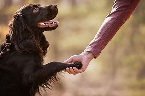 Animal Reiki and Communication Course Bundle