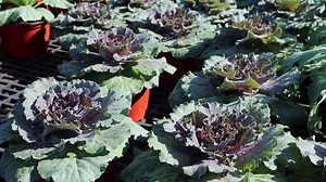 12 reactions | Fall is here and we are serving up all the inspiration you need to get your front porch decorated! Come along with us as we shop for and decorate our front porch for fall  Link in first comment to watch now! | Vintage Hip Decor | Facebook