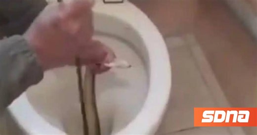 Καστοριά: Φίδι ενός μέτρου ζούσε μέσα σε λεκάνη τουαλέτας για δύο εβδομάδες (vid)