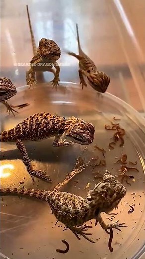 You Won’t Believe How FAST These Baby Bearded Dragons Eat! 😱🐉”