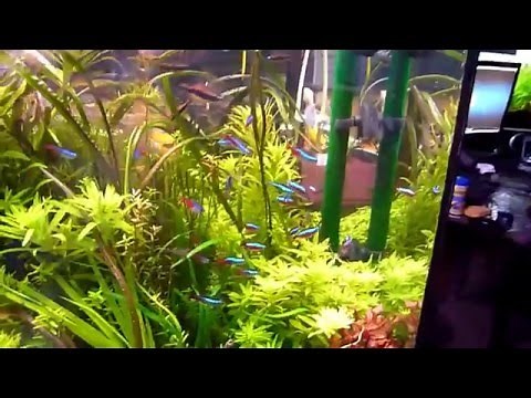 Aquarium 360 litres - Biotope Amazonien - Version longue