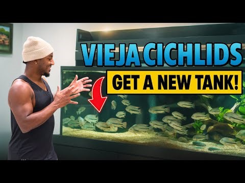Vieja Cichlids Move Into Their New Tank!