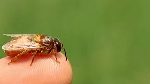 Here's a video of a freshly hatched drone bee. Notice it's big eyes compared with worker bees. The drones are the male bees and workers are all females. There are several hundred drones in a hive compared to 60,000 or more worker bees. For information on Flow™Hives & Frames please visit: http://bit.ly/1zZlnj8 | Flow Hive
