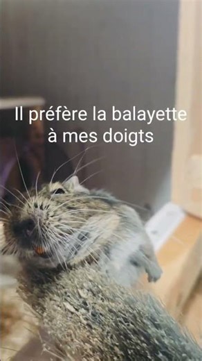 J'adore la balayette 😁🧹 #octodon #animaux #cute #rigolo
