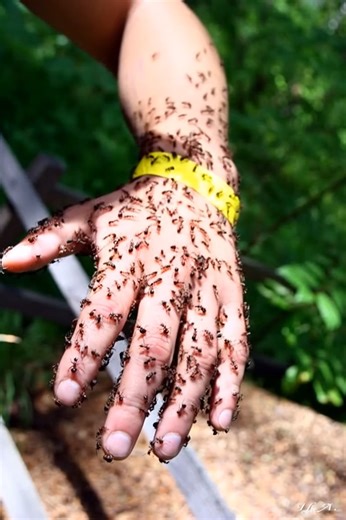 5.4K views | If ants are invading your home, here's what you can do about it... | Life Journey | Facebook