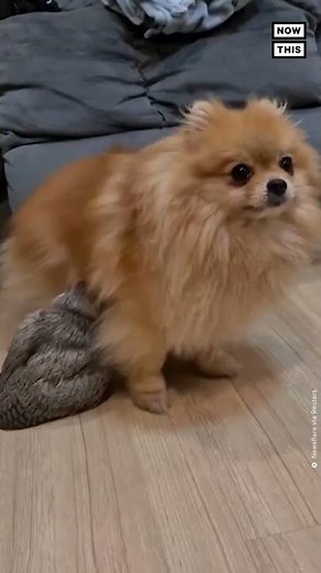 This Dog's Best Friend Is an Owl #Shorts