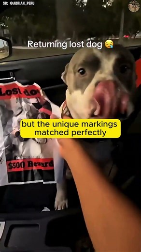 He Returned His Dog for $500... The Ending Hurts 💔