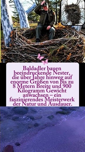 900 KG im Baum?! 🦅 Das gigantischste Nest der Welt!