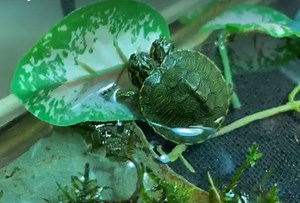 Rare two-headed baby turtle spotted in US as clip goes viral [VIDEO]