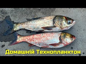 Fisherman Tovstolob one by one. Homemade Technoplankton Recipe