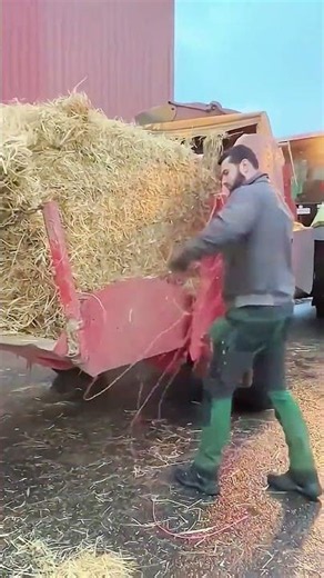 🥰🥰 Cow Farming | Beautiful Cows & Daily Farm Life 😍😍 #cowfarming #farming #cow #cattlefarming #cows
