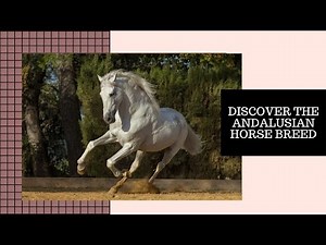 Discover the Andalusian Horse Breed