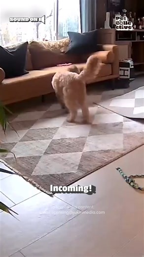 Honestly don't even know what her plan was in her mind here... 🤣💥(Via - Paola D.) #Dogs #Fail #Doodle #GoldenDoodle | The Pet Collective