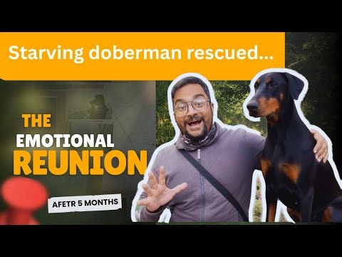 We rescued a sad Doberman inside the jungle and he was so relieved. Felt emotional after meeting