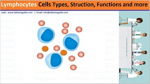 Lymphocytes: The Complete Guide (Functions, Ranges & Clinical Significance) | Lab Tests Guide