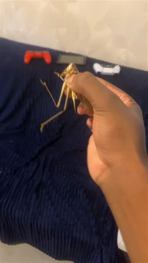 Humour et culture : Un batard qui fait rire !