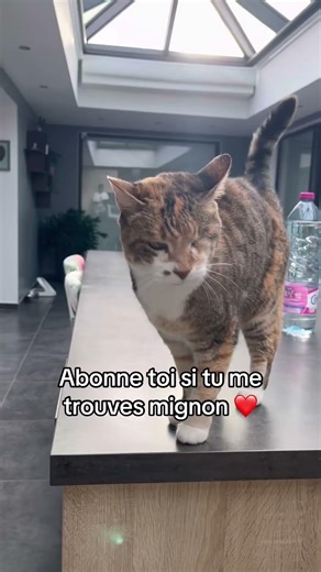 Chat handicapé mignon #chat #chatstory #cat