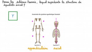 Identifier le squelette axial parmi des schémas du squelette humain