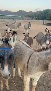 Our recently rescued maternity herd donks are settling into their new daily routine beautifully. We are also starting to gain their trust with the herd having come in wild from their former mountain habitat. 5 of the expectant mares look like they will foal down any day now. Sincere thanks to Stand By Me Animal Care for making this rescue possible #donkey #donkeyrescue #savinglives #herd#babydonkey | Karoo Donkey Sanctuary