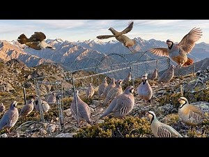 Secret Mountain Bird Catching Technique