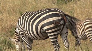 Zebra Has Survived Lion Attack Tanzania Stock Footage Video (100% Royalty-free) 2014124 | Shutterstock