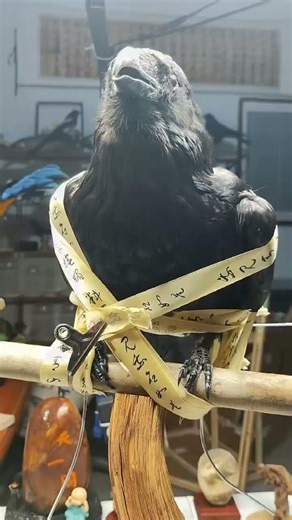 Unveiling the Satin-Like Shine of Raven Feathers: A Unique Specimen Showcase