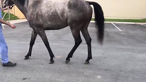 8.6K views · 80 reactions | EDITED TO ADD ANSWER - 4 year old off the...