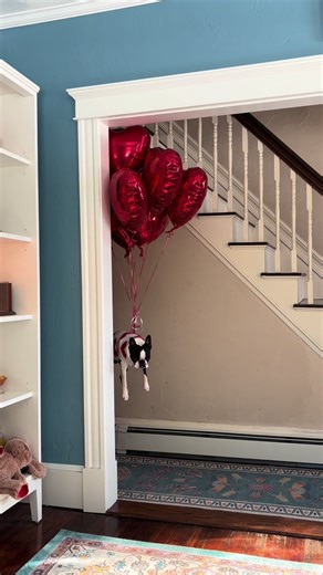 Boston Terrier Pup Floats Away on Balloons