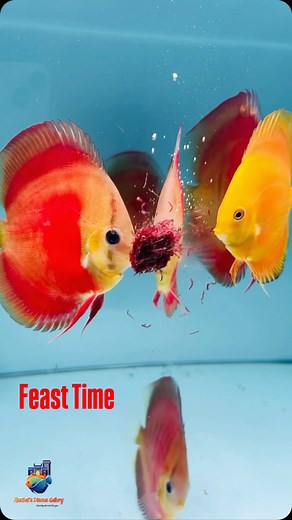 Feast Time ✨🐠 Feeding Frozen Sterilised BloodWorms 🪱 Red Rose 🌹 #mumbai #discusfish #aquarium #hobby #explorepage #reels #mdg | Vicky S