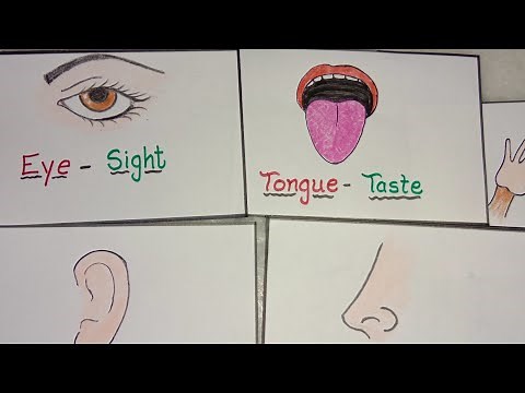 How to draw Sense Organs / Sense Organs Drawing / Easy Sense Organs drawing / Easy Drawing for kids