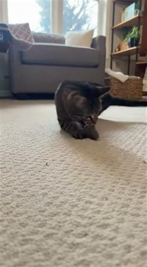 Cat's Epic Box Jump FAIL