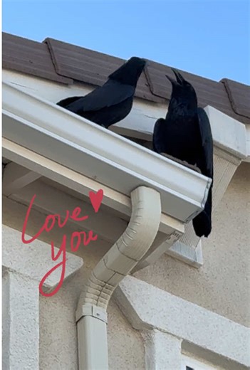 Some people are afraid of crows… crows are actually remarkably intelligent birds. They are capable of understanding, cause and effect AND reasoning they are able to recognize human beings. Crows are more human than you think they even are capable of holding grudges. These are my crows that I see on the regular and they recognized me and they do not shy away from me when I approach them. ##crows##crowsoftiktok##birds