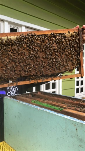 🍯 GOLDEN MORNING HARVEST AT GKG FARM! 🌅 Watch our bees work their magic as the sun rises over our integrated farm in Cebu! Every drop of honey tells a story of nature's perfect harmony. ✨ What makes our honey special: 🐝 100% natural, unprocessed 🌿 From pesticide-free flowers 🏡 Harvested with love at our peaceful farm 🎯 SPECIAL OFFER: Book your farm visit this week and get 10% off our premium honey collection! 📞 Ready to experience farm life? Book your consultation now! 👆 Link in bio or D