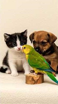 Crazy facts about Parrots you never knew