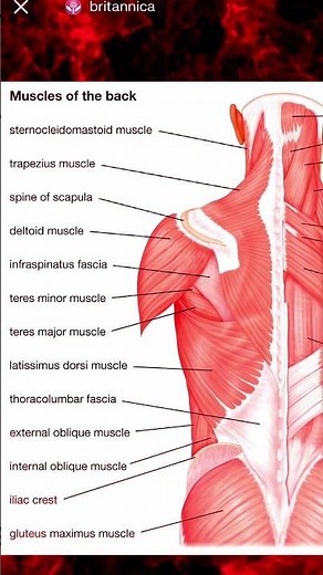 The Best Muscles to Develop for Remote Work