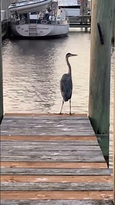 Blue Heron’s Dinosaur Screech #youtubeshorts #marina #wildlife #boat #boatlife ⛵️😎🦅