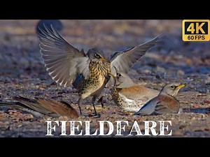 Fieldfare! Amazing Footage. 4K 60FPS!