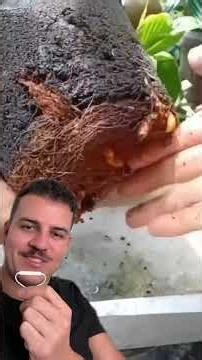 O coco alienígena #react #plantas #coqueiro #ninplantas