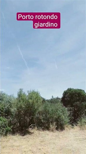 porto rotondo Sardegna giardino#shorts #shortvideo #youtubeshorts #foryou #italy #travel #sardegna