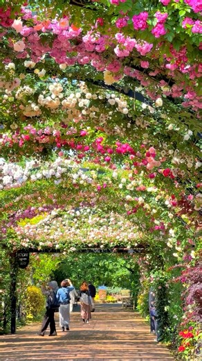 Rose tunnel in Yokohama 📸 thanks @1min.traveller for the amazing content and travel inspiration! 📍Yokohama English Garden, Yokohama 🌹Best viewing time: Between early and late May #yokohama #yokohamaenglishgarden #roses #japan #may | Tsunagu Japan