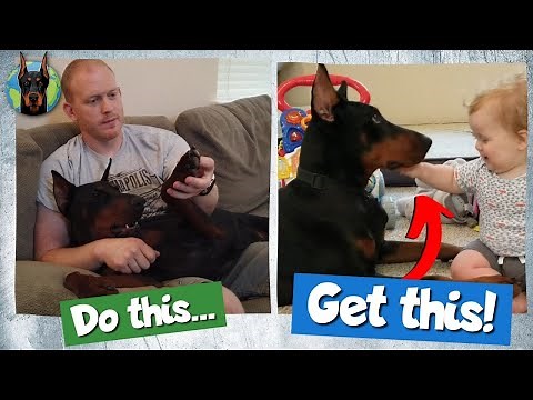 7 Ways to Prevent Aggression in Dobermans (Before It Starts)