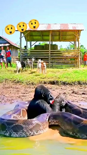 Python attack the gorilla 😮😮 #everyonehighlights #reelstrending #amazingvideo #animalvideo #fblifestyle #attack | 罗纳尔多 皮拉戈