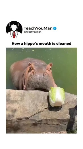 @teachyouman on Instagram: "When a human cleans a hippos mouth it is done carefully by trained zookeepers or veterinarians who have built trust with the animal. The hippo is usually taught through positive reinforcement to open its mouth on command and remain still. This training can take months or even years and is essential for safety. Once the mouth is open the keeper uses long handled brushes and water to gently remove food buildup plaque and debris from the teeth and gums. These cleanings a