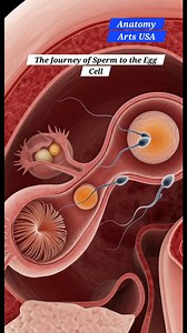 170K views · 1.6K reactions | the journey of sperm cell #anatomy #pregnancy | Anatomy Arts | Facebook