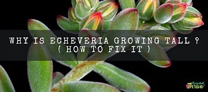 Why Is Echeveria Growing Tall ? ( How Fix It Brilliantly ) | Succulent Thrive