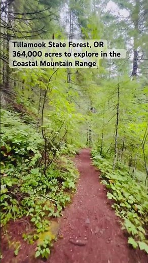 Tillamook State Forest in Oregon’s Coastal Mountain Range #hiking #mountains