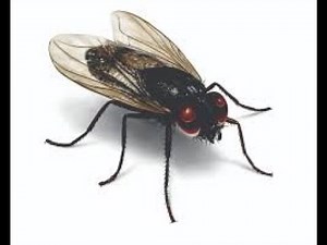 Family Muscidae Musca domestica The house fly ; Geographical distribution, Morphology, Life cycle