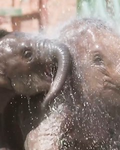 The family herd of elephants enjoy a swim. Endangered Asian elephants are very fond of water. When fully submerged they use their trunks like a snorkel to breathe. #WorldElephantDay | Chester Zoo